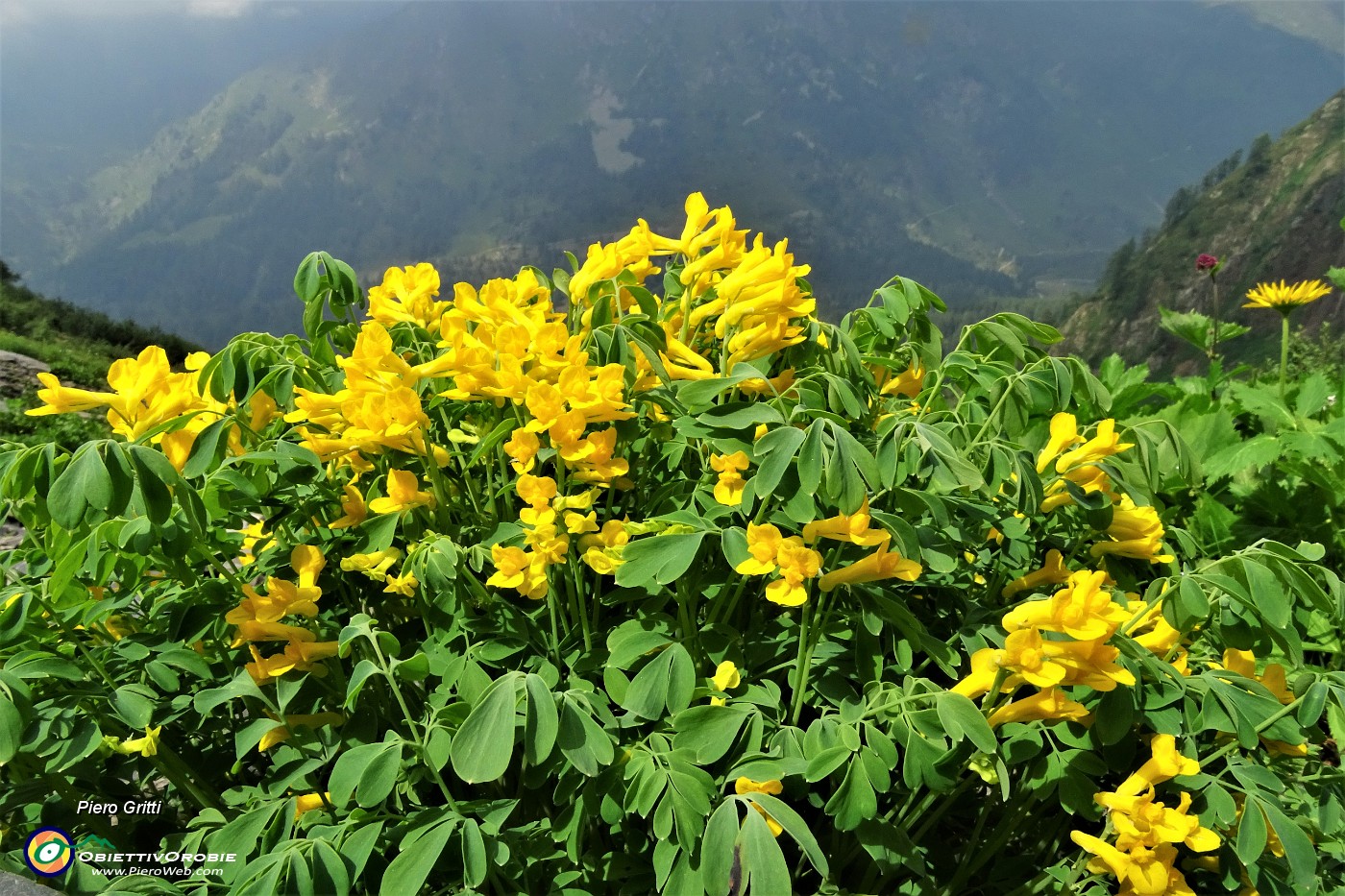 79 Diffuse fioriture  giallo-verdi.JPG